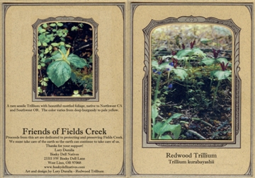 redwood trillium